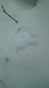 photo of squirrel tracks in the snow