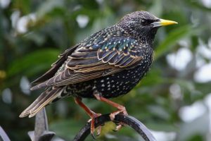 photo of European starling