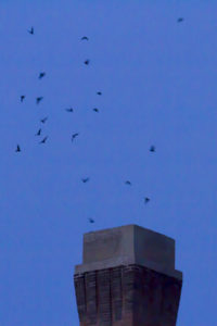 photo of Chimney swifts entering chimney to roost at night