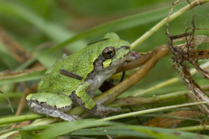 photo of an eastern tree frog