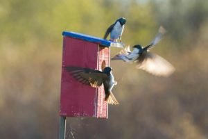 Photo of Tree swallows fighting near nesting box