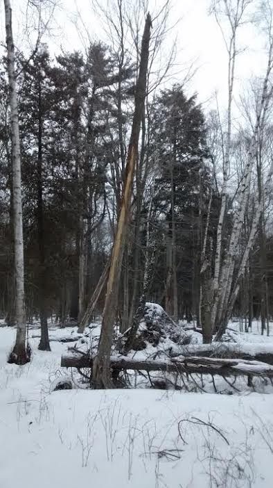 cedar tree with stripped bark