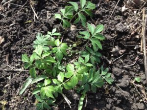 photo of virginia waterleaf and trout lilly