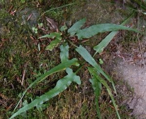 Walking fern- a rare plant found at Maribel Caves