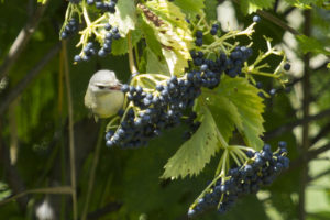 photo of warbling vireo