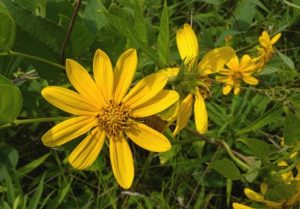 photo of blooming sunflower