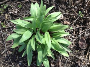 photo of a wild leek