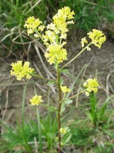 photo of wintercress, an invasive mustard species