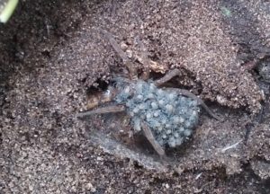 photo of a Wolf spider with babies on its back