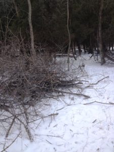 photo of brush pile at Zander Park