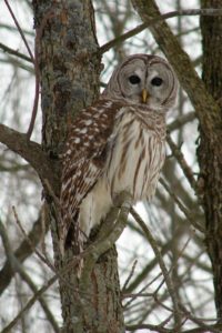 barred owl