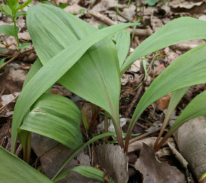 photo of ramps