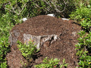 photo of ants on decaying stump
