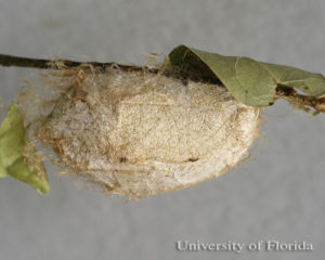 polyphemus cocoon