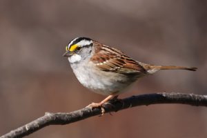 photo of white-throated sparrow