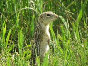 photo of 13-lined ground squirrel