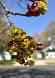 photo of maple tree leaf blossom