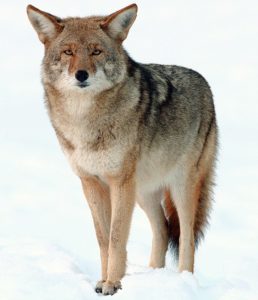 photo of coyote