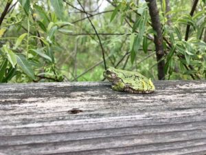 photo of gray tree frog