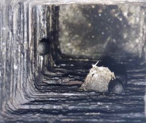 photo of 3 chimney swifts inside of chimney