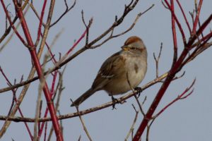 photo of American Tree Sparrow