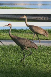 photo of juvenile and adult sandhill cranes