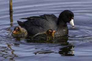 photo of American coot