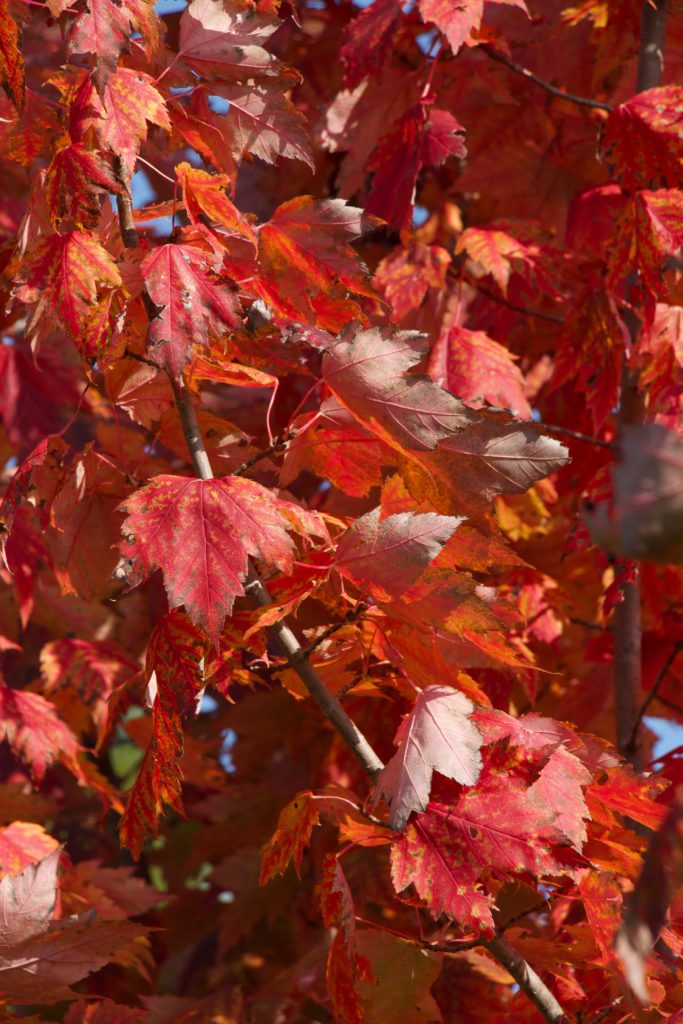 photo of red sugar maple leaves