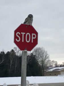 photo of Barred owl on stop sign