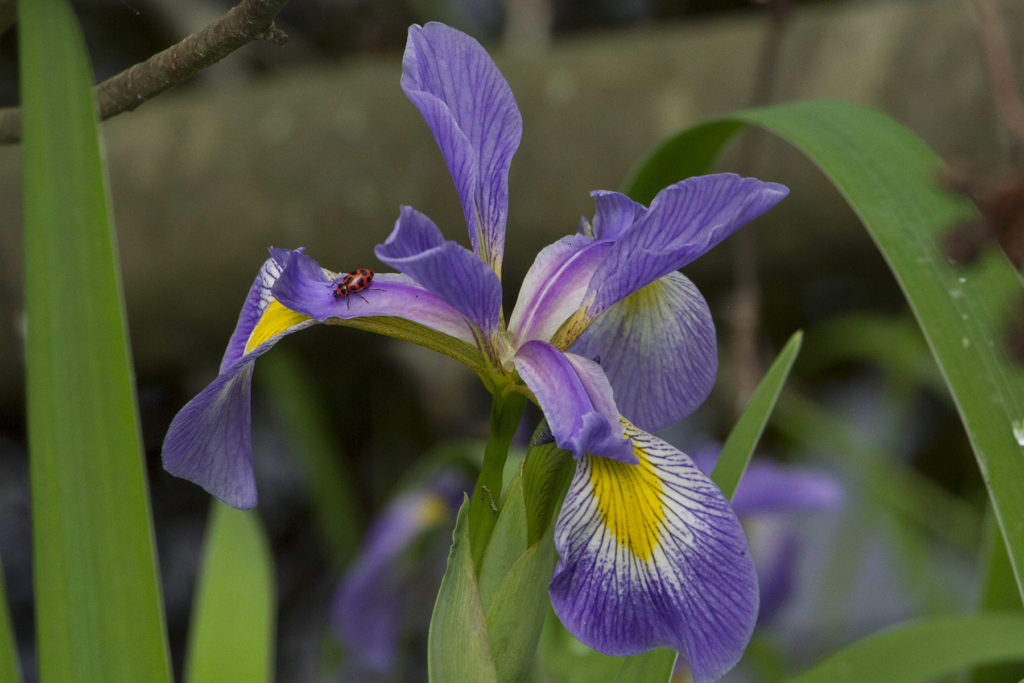 photo of blue flag iris