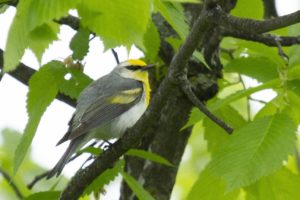 photo of Brewster's warbler perched in tree