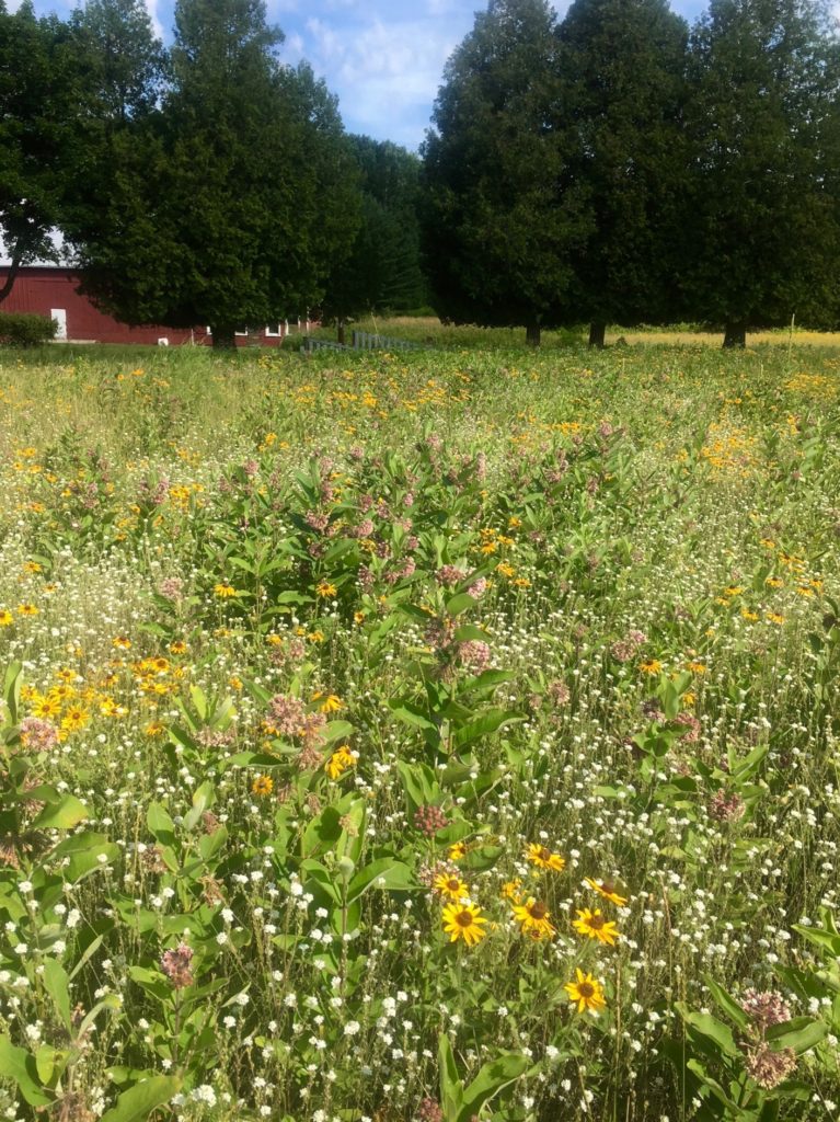 photo of blooming prairie flowers