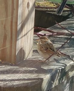 photo of clay colored sparrow