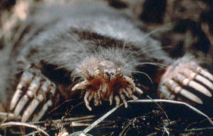 photo of star-nosed-mole