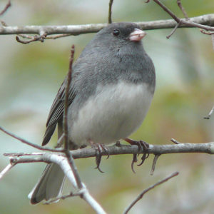 photo of dark-eyed junco