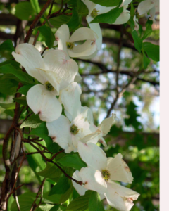 photo of dogwood flower