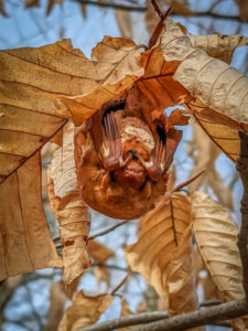 photo of eastern red bat