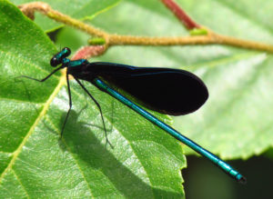 photo of ebony jewlewing damselflydragonfly