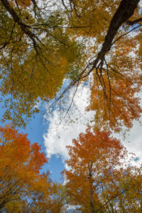 photo of fall leaf tree tops