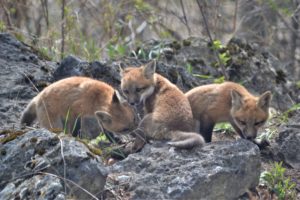 fox kits playing