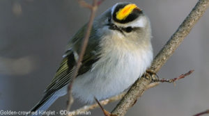 photo of male Golden-crowned kinglet