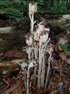 photo of ghost pipe in the preserve