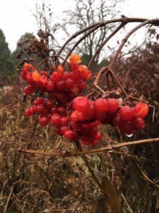 photo of high bush cranberry