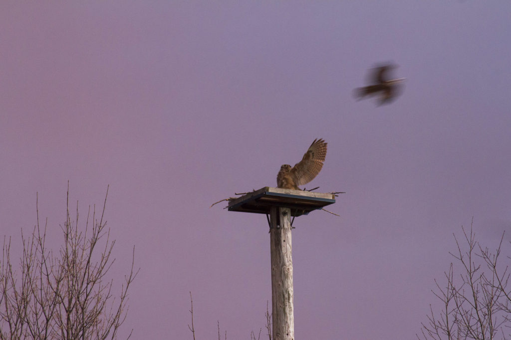 photo of Great Horned Owl fending off Osprey