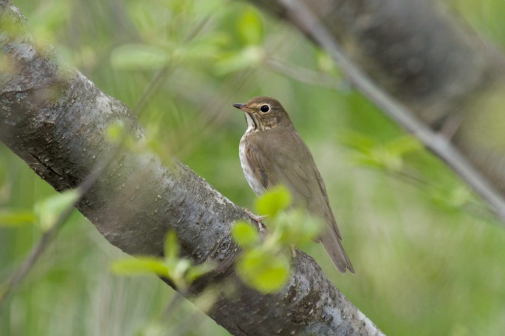 photo of a Swainson's thrush