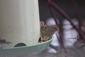 clay-colored sparrow at feeder in winter