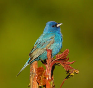 photo of indigo bunting 