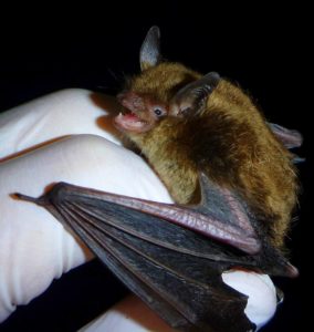 photo of Little Brown Bat