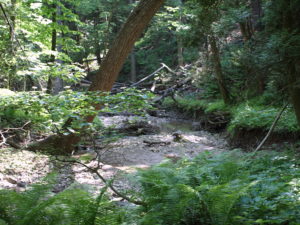 photo of forest floor