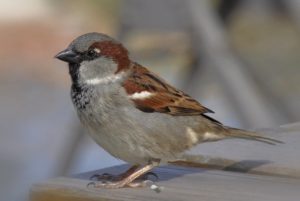 photo of House sparrow